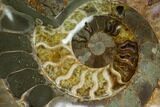 Wide Polished Fossil Ammonite Dish - Madagascar #137406-1